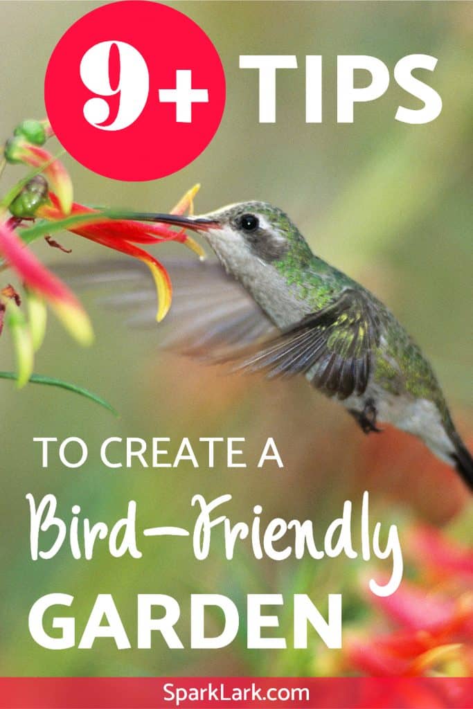 Parrot Friendly Gardening Tips Reference: 10 Tips How To Create A Bird Friendly Garden To
