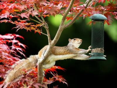 gray squirrel in japanese maple reaching for a hanging bird feeder