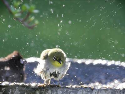 songbird splashing around in a birdbath - Ultimate Bird Bath Guide