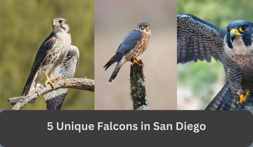 5 Unique Falcons in San Diego