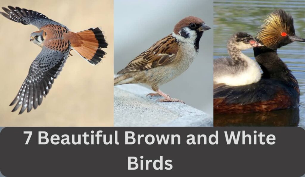 Beautiful Brown and White Birds
