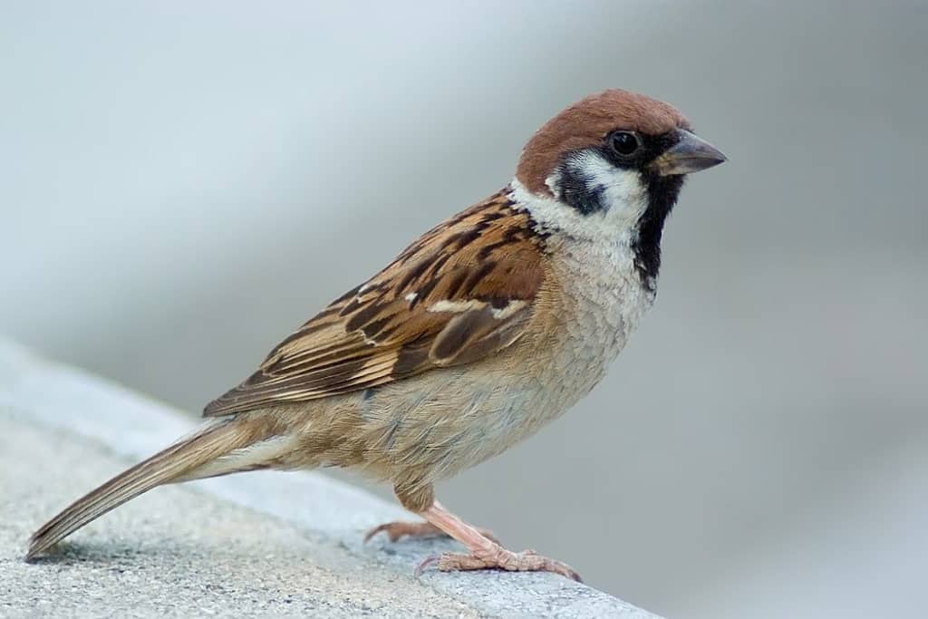 Eurasian Tree Sparrow - Beautiful Brown and White Birds