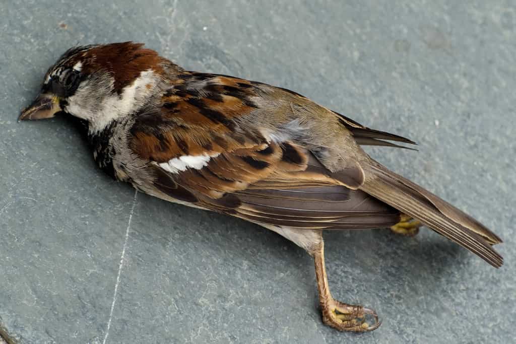 How To Tell If A Bird Is Stunned Or Dead?: Quick Guide