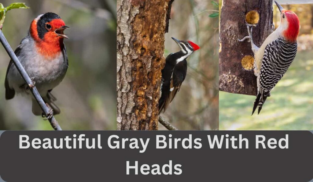 Gray Birds With Red Heads