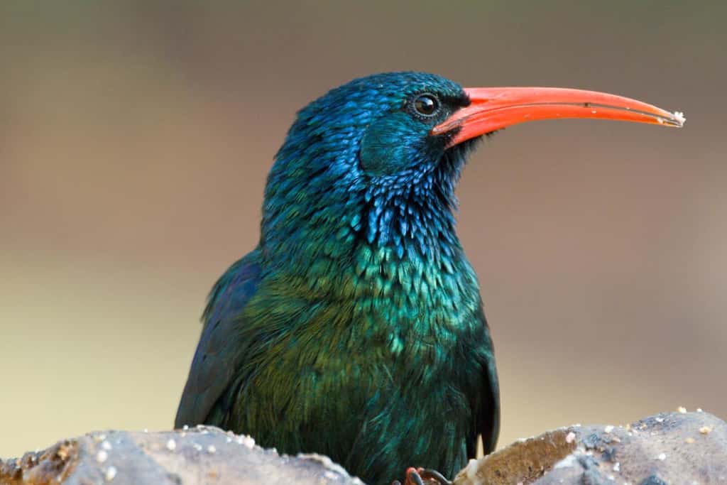 Green Wood Hoopoe - Birds With Red Mohawks