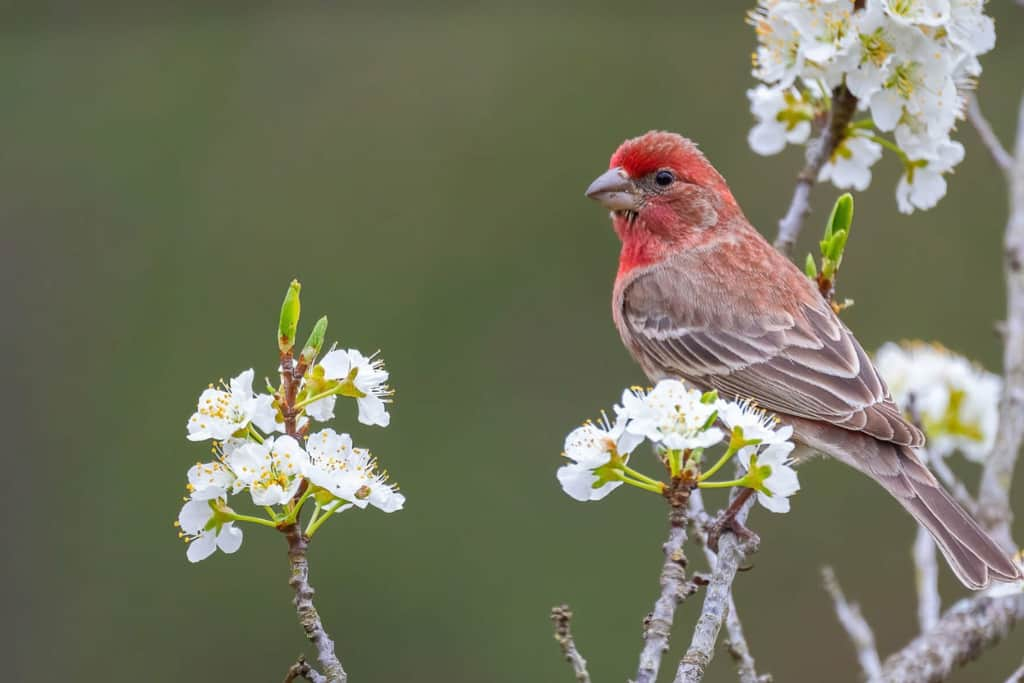 4 Types Of Red Birds In Wisconsin [With Image] - Spark Lark