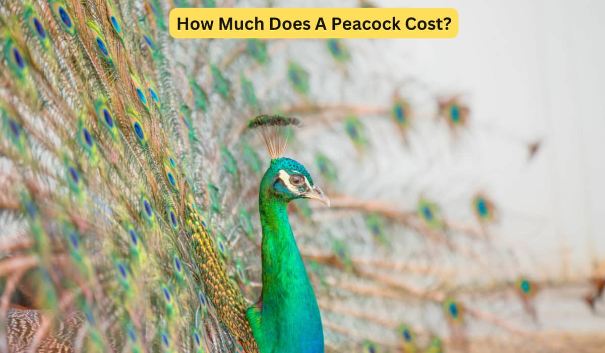 How Much Does A Peacock Cost? Unveiling the Price! Spark Lark