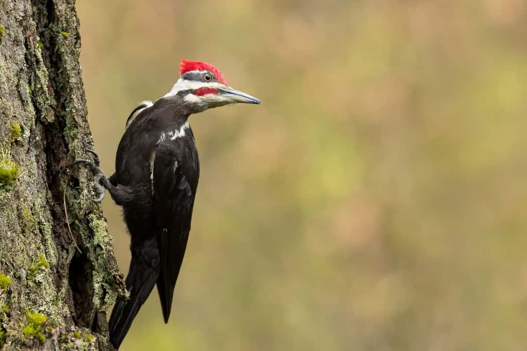 Pileated-Woodpecker-Birds-With-Red-Mohawks