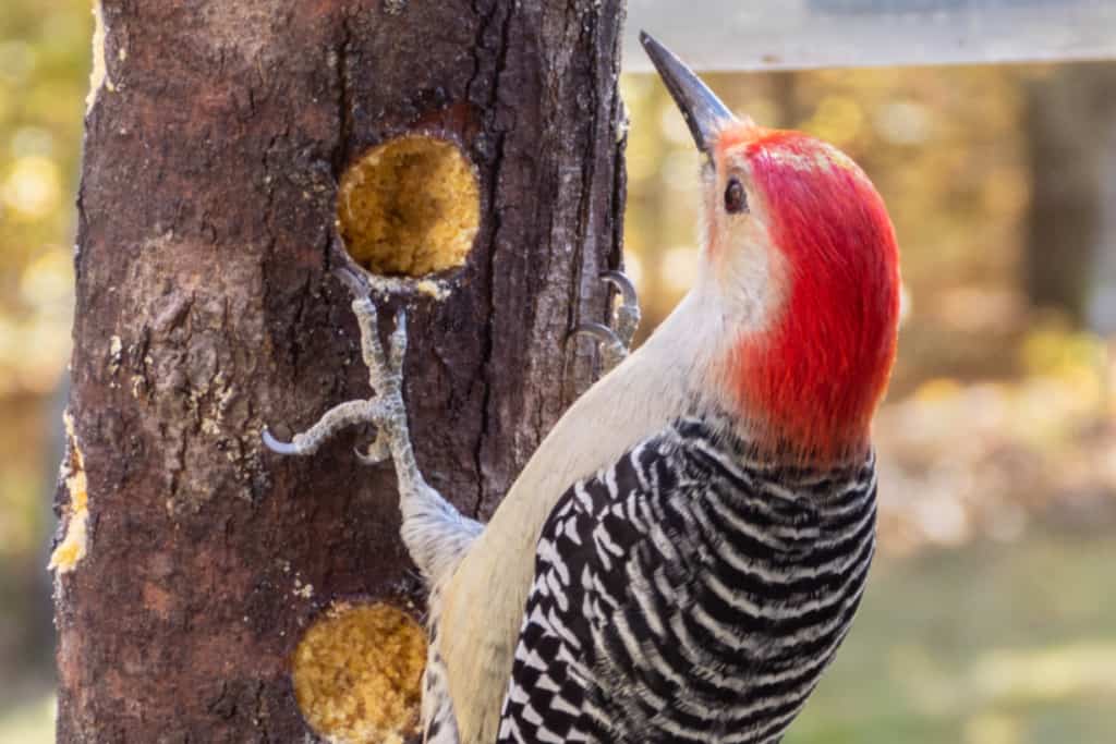Pileated Woodpecker 