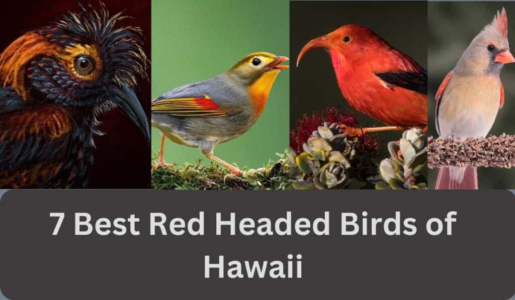 Best Red Headed Birds of Hawaii