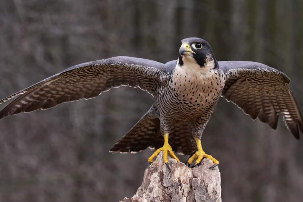 Falcon - Strongest Birds In The World