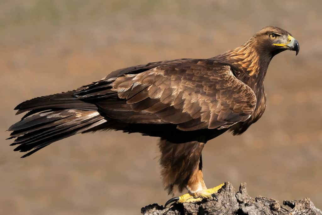 Golden Eagle - Strongest Birds In The World