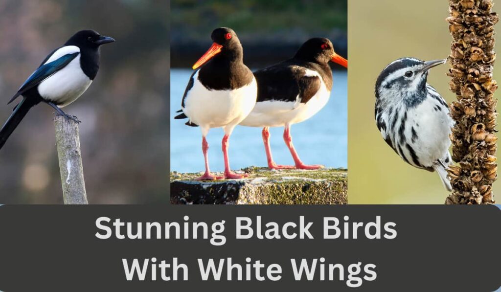 Top Stunning Black Birds With White Wings