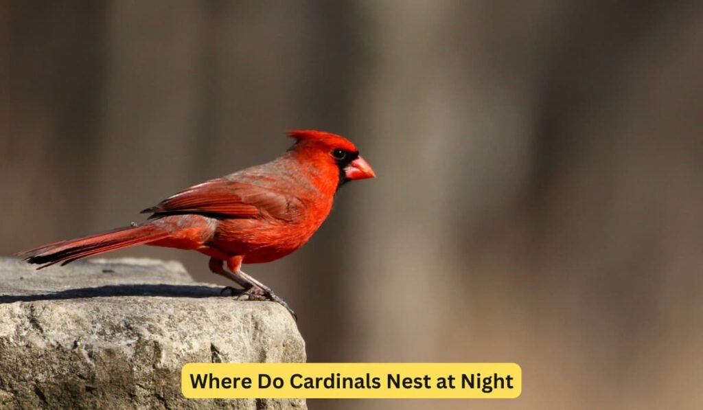 Where Do Cardinals Nest at Night