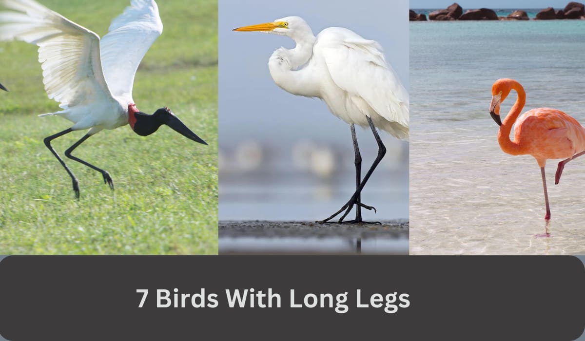 7 Birds With Long Legs: Meet the Majestic - Spark Lark