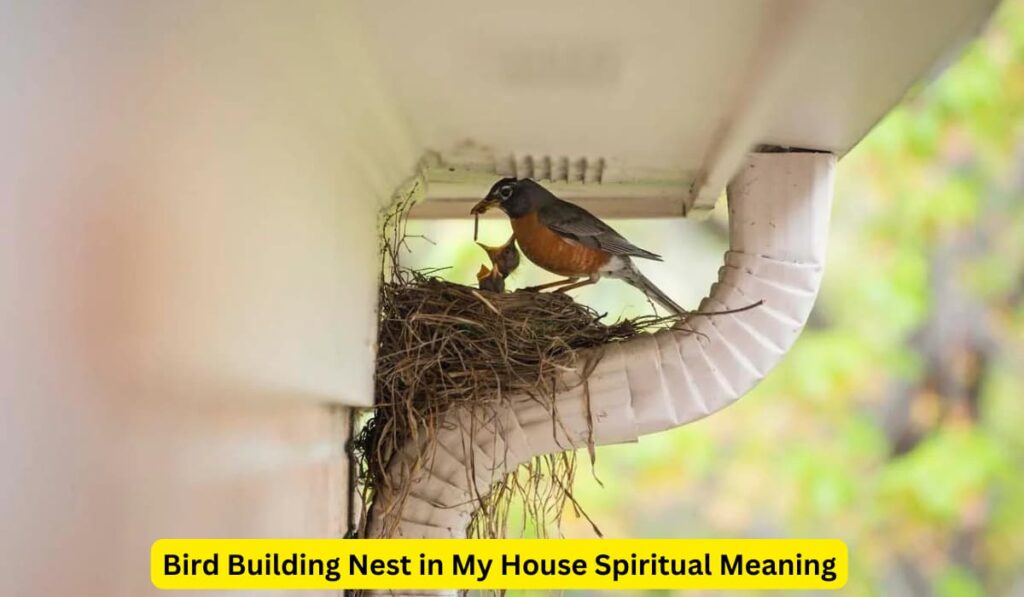 Bird Building Nest in My House Spiritual Meaning