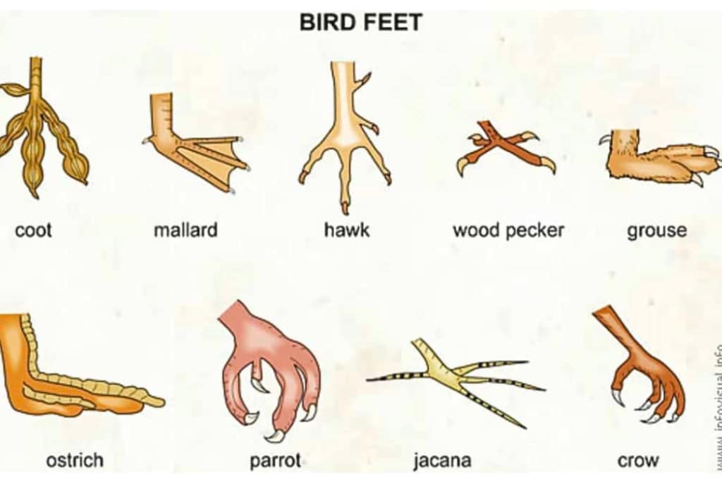 What are Birds Feet Called? Spark Lark