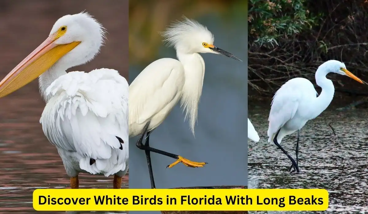Discover White Birds In Florida With Long Beaks Spark Lark