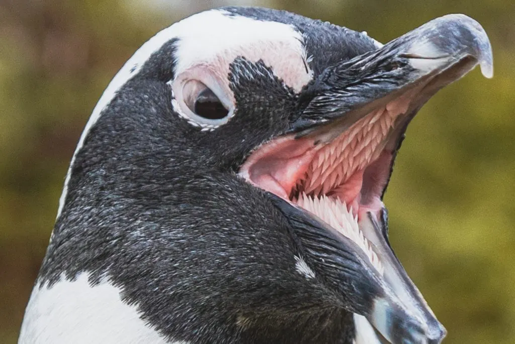 What is Inside of a Penguin's Mouth Surprising Insights! Spark Lark