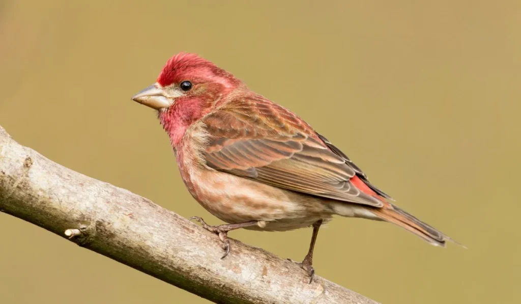Types of Finches in New Jersey