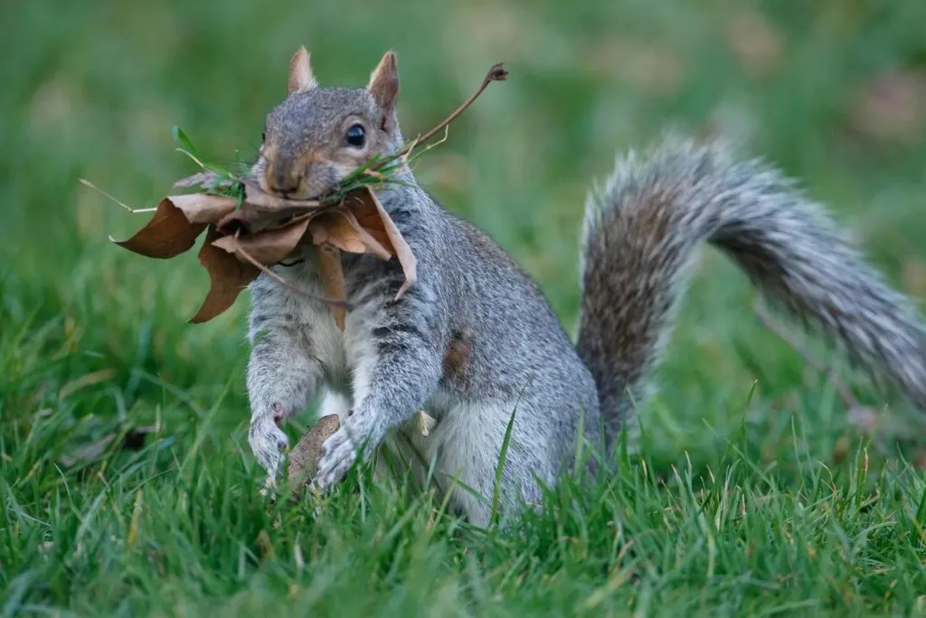 Do Squirrels Eat Birds? Uncovering the Truth - Spark Lark