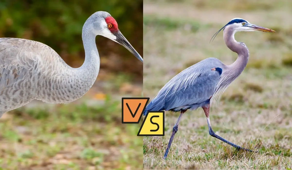 Sandhill Crane Vs Blue Heron: Majestic Bird Showdown - Spark Lark