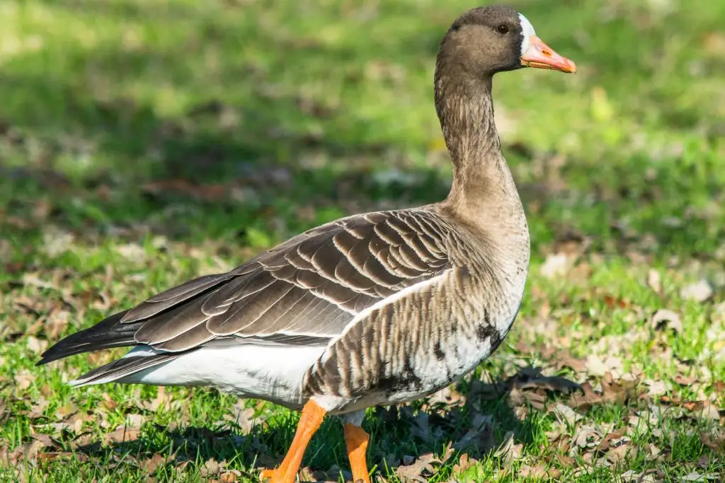 Everything You Need to Know About Speckle Belly Goose - Spark Lark