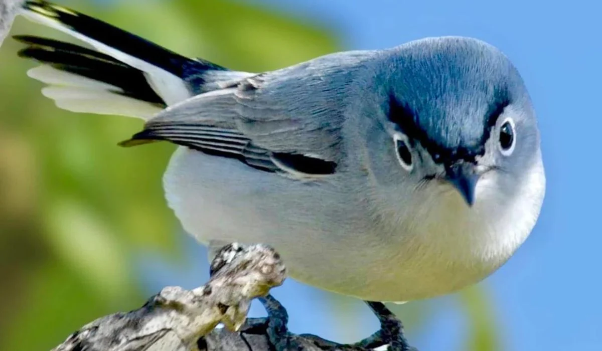 Everything You Need To Know About Blue Gray Gnatcatchers Spark Lark   Know About Blue Gray Gnatcatcher Bird 1.webp