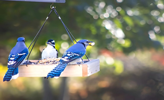 Bird feeding