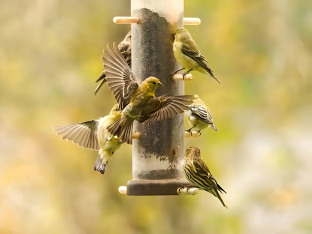 Bird Feeding