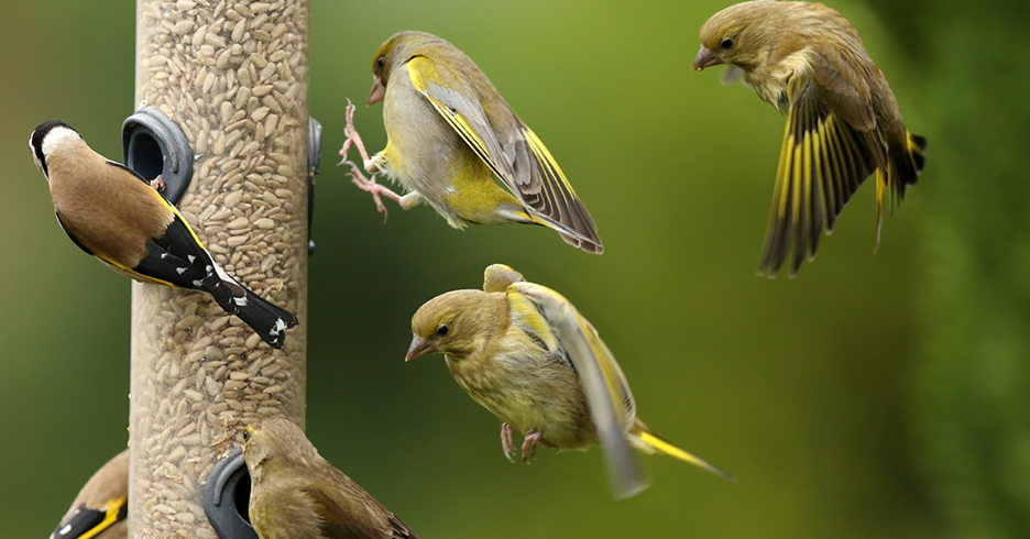 Attracting Birds to Your Yard