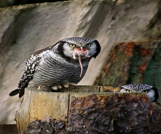 Feeding the Birds