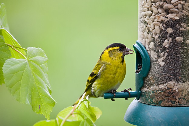 Feeding the Birds