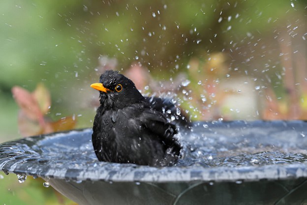 Birdbath Clean