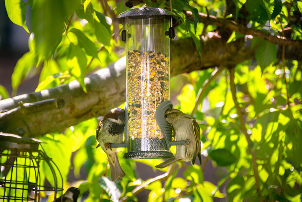backyard bird watching