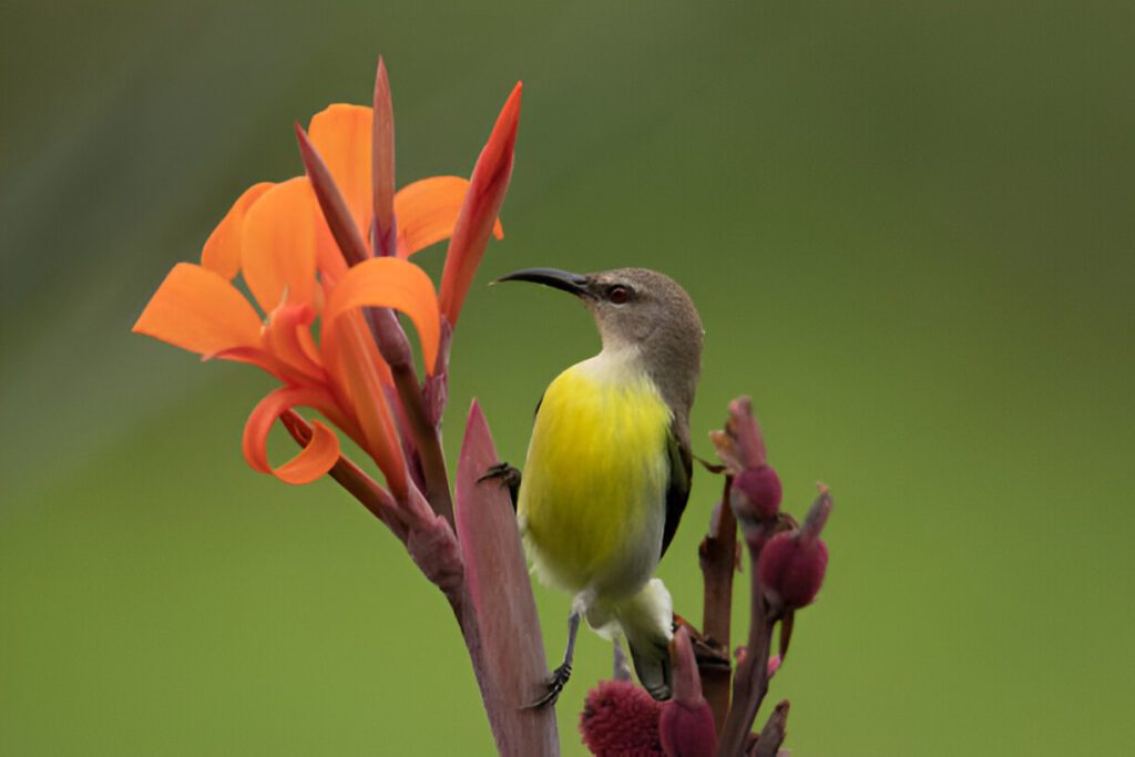 Summer Backyard Birding