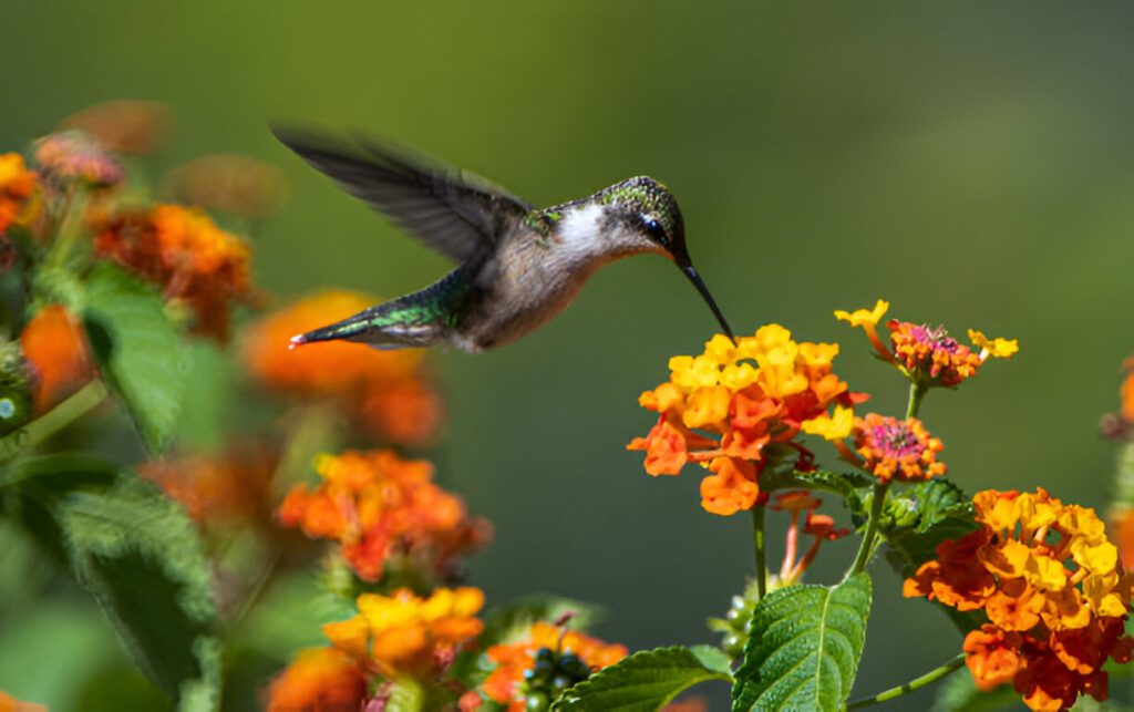 Rocky Mountain Bee Plant