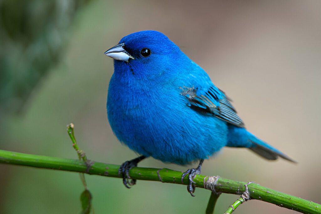 birdwatching with art