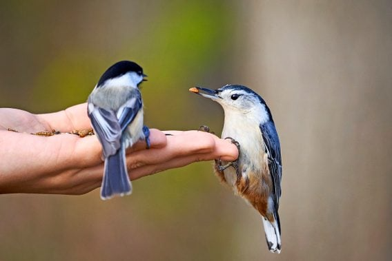 Grey Birds