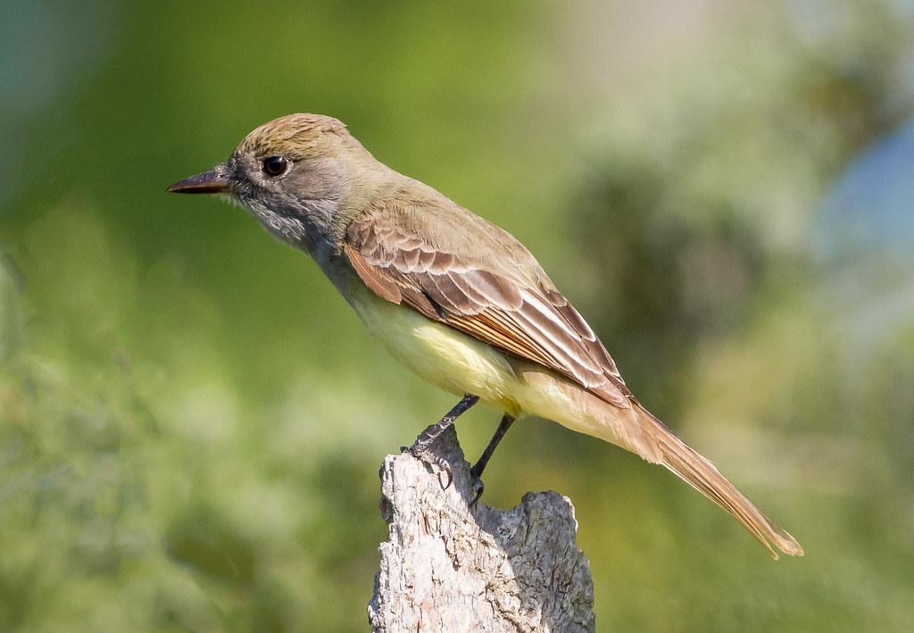 great crested flycatcher