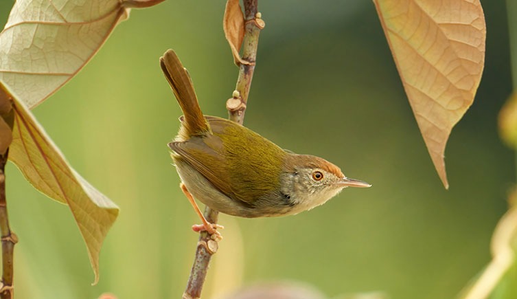 Birds Avoid Predators