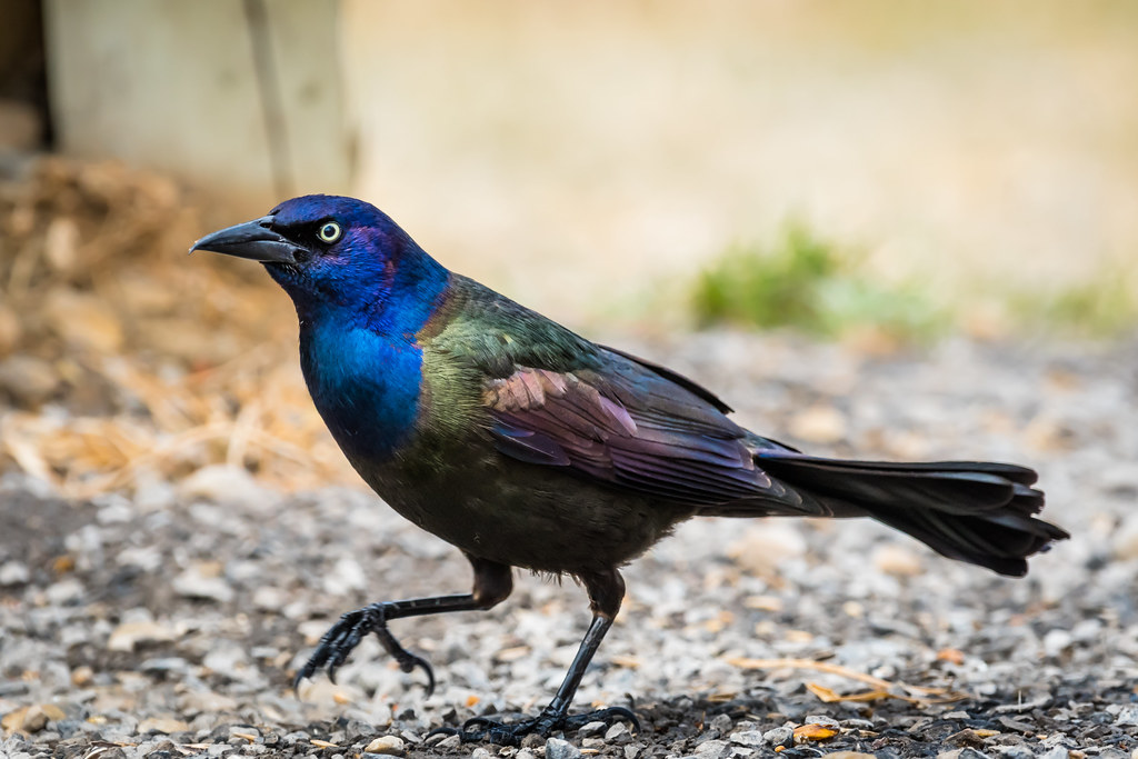 Blackbirds and Grackles