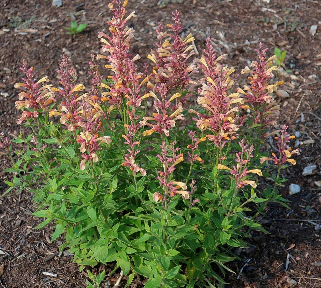 Agastache Peachie Keen hummingbird mint in bloom