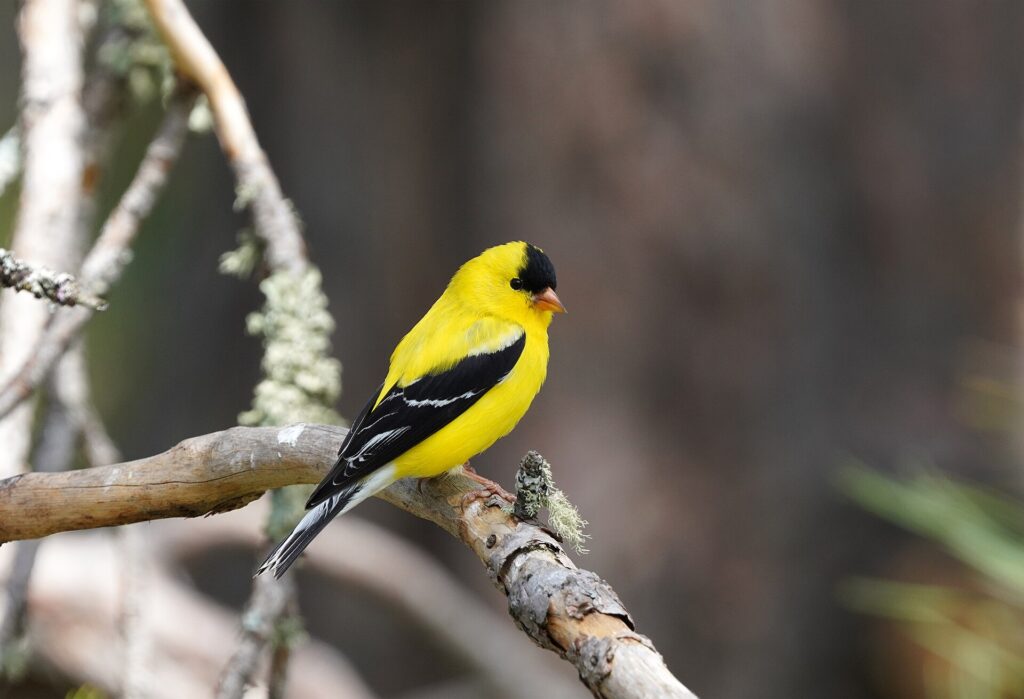 A bright yellow male American goldfinch