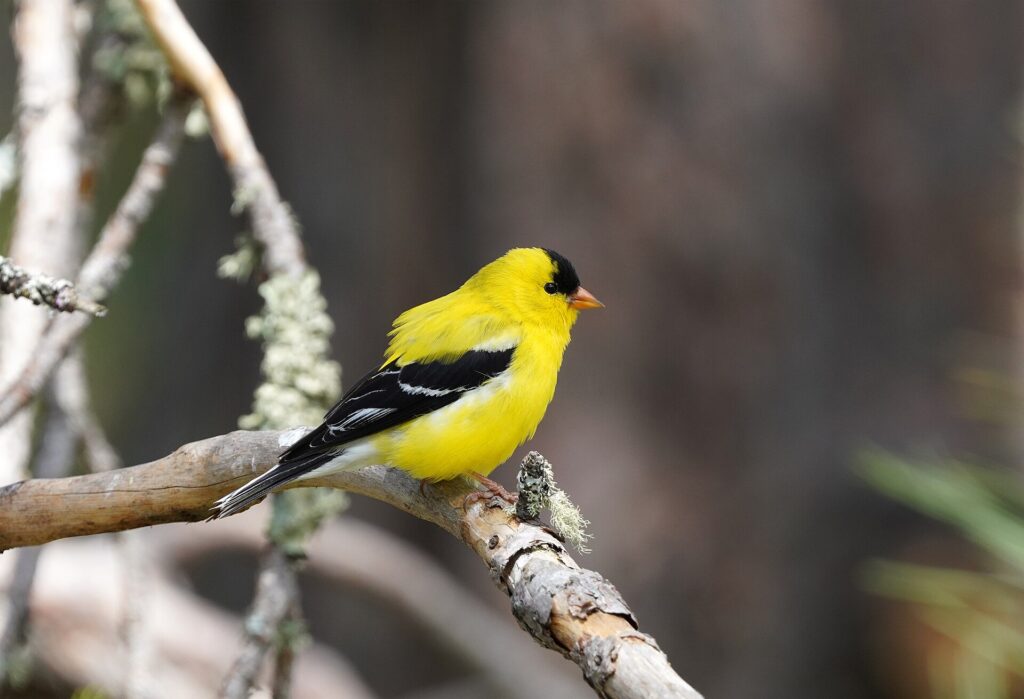 A breeding male American goldfinch perched on a branch
