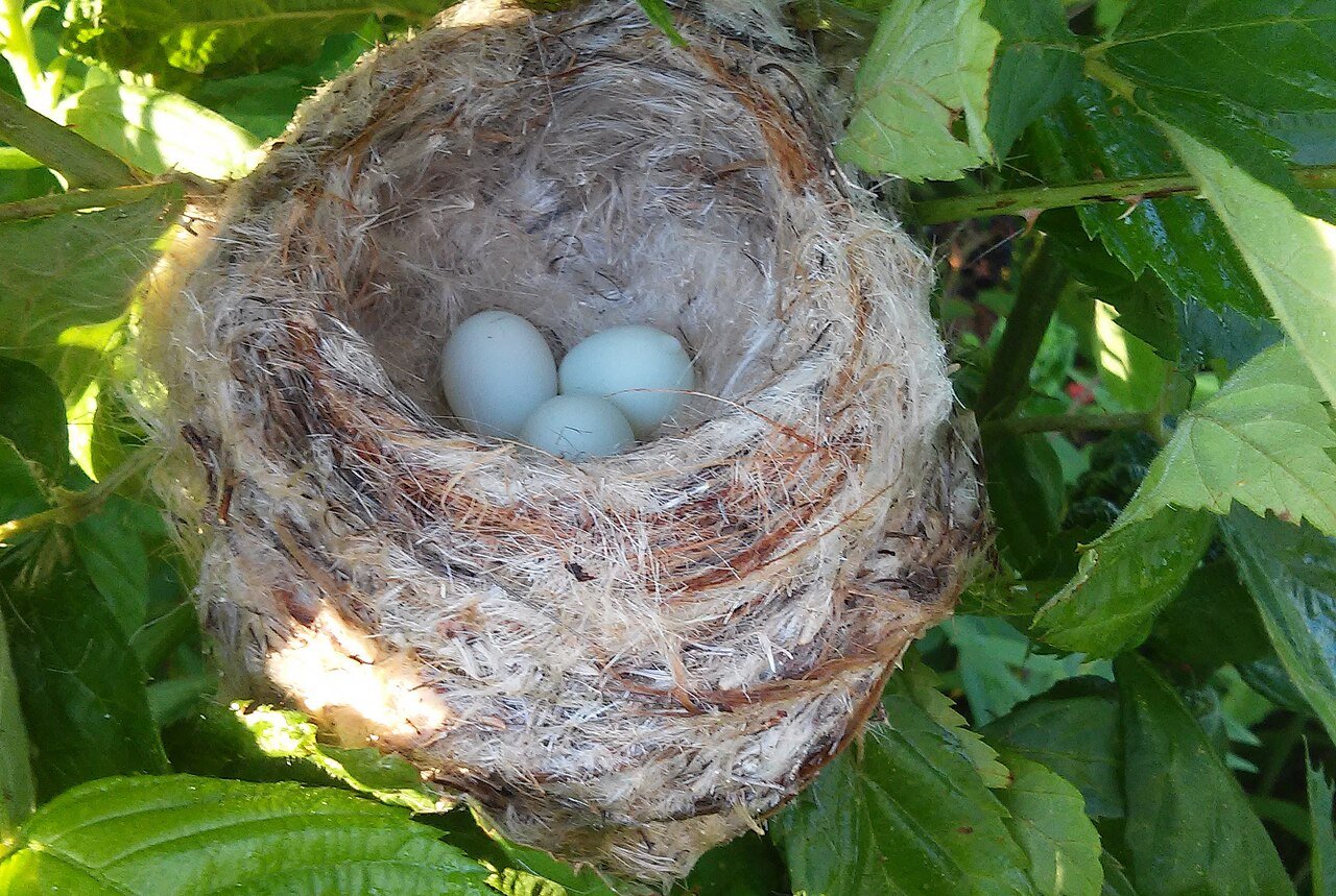 American goldfinch nest with pale blue eggs