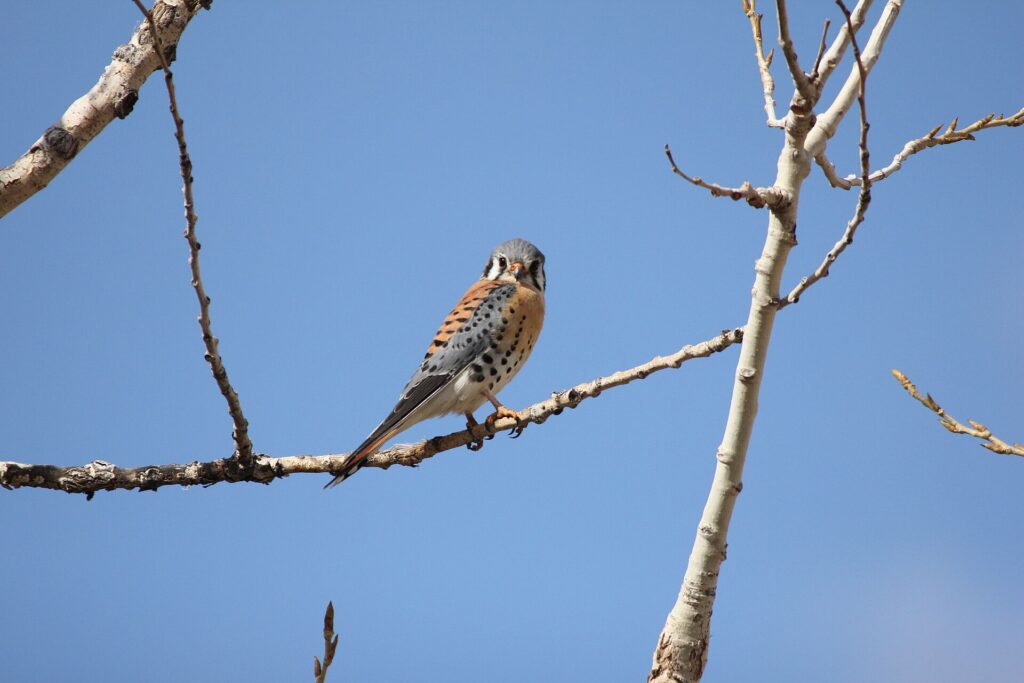 An American kestrel perched on a branch