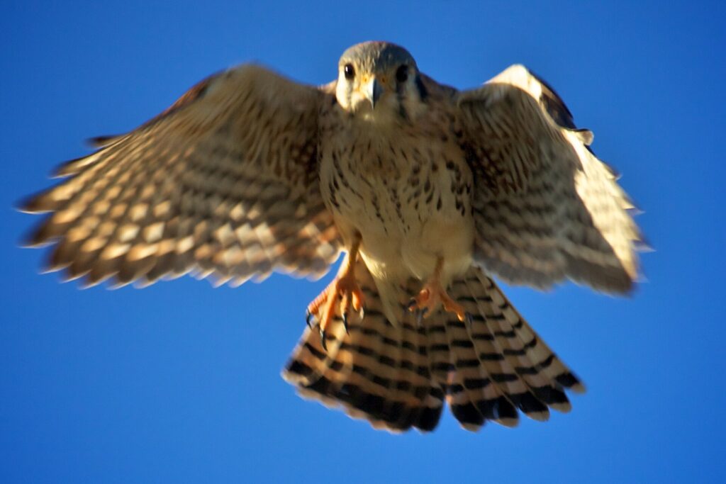 An American kestrel hovering with wings spread