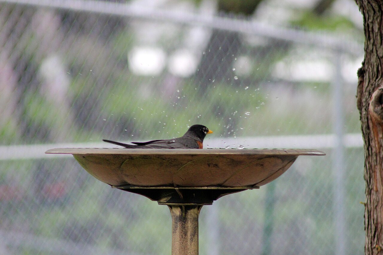 American robin bathing in a bird bath