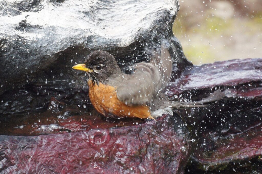 American robin splashing in a shallow bird bath